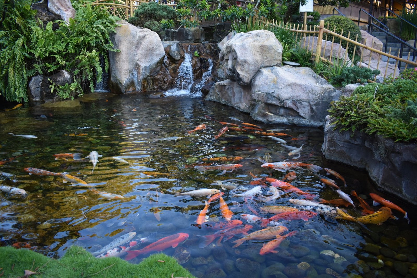 Clean a Fish Pond